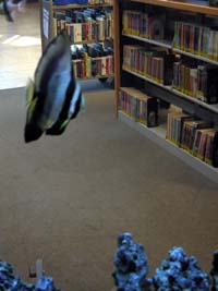 Library South Branch
